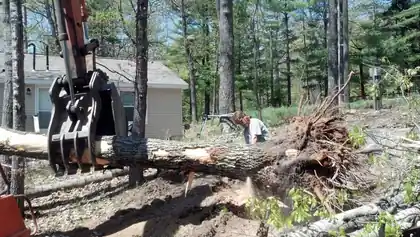 Fallen tree with its root ball turned up